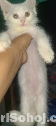 Pure Persian male white kitten for sale